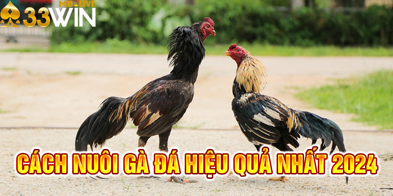 Cách Nuôi Gà Đá Chi Tiết Và Hiệu Quả Tối Ưu Nhất 2024