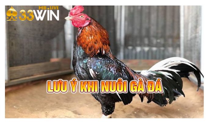 Hãy để ý thêm khi nuôi gà đá