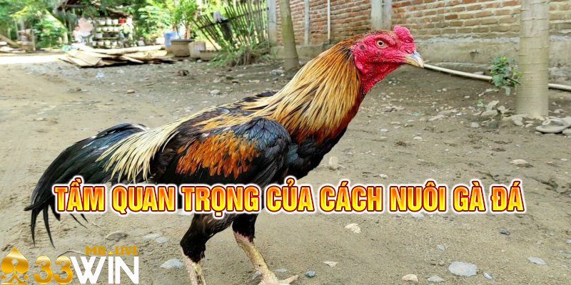Cách nuôi gà đá rất quan trọng