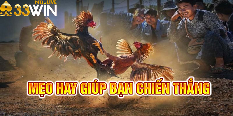 Mẹo thắng cược đá gà dễ dàng