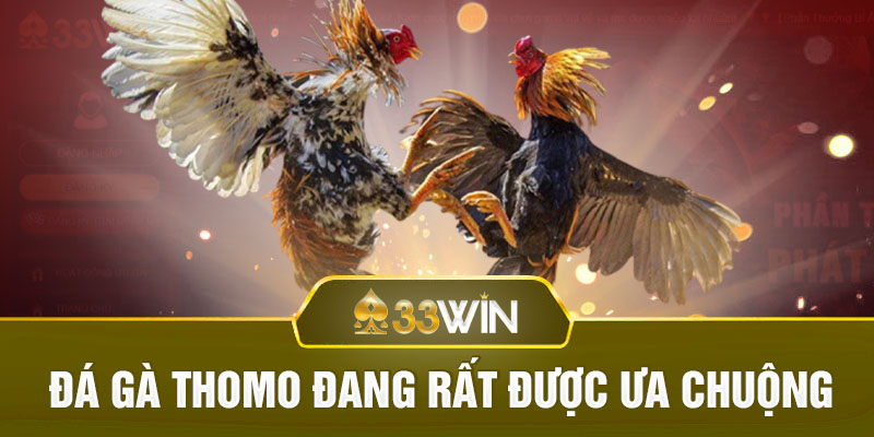 Đá gà Thomo đang rất được ưa chuộng