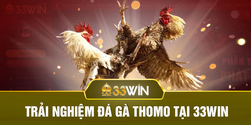 Trải nghiệm đá gà Thomo tại 33WIN